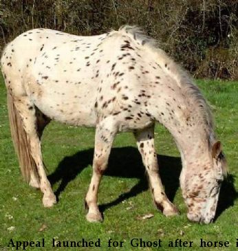 Appeal launched for Ghost after horse is shot dead in United Kingdom Near Lingfield, , RH7